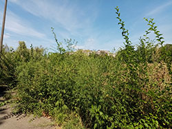 IMG 20210812 130802